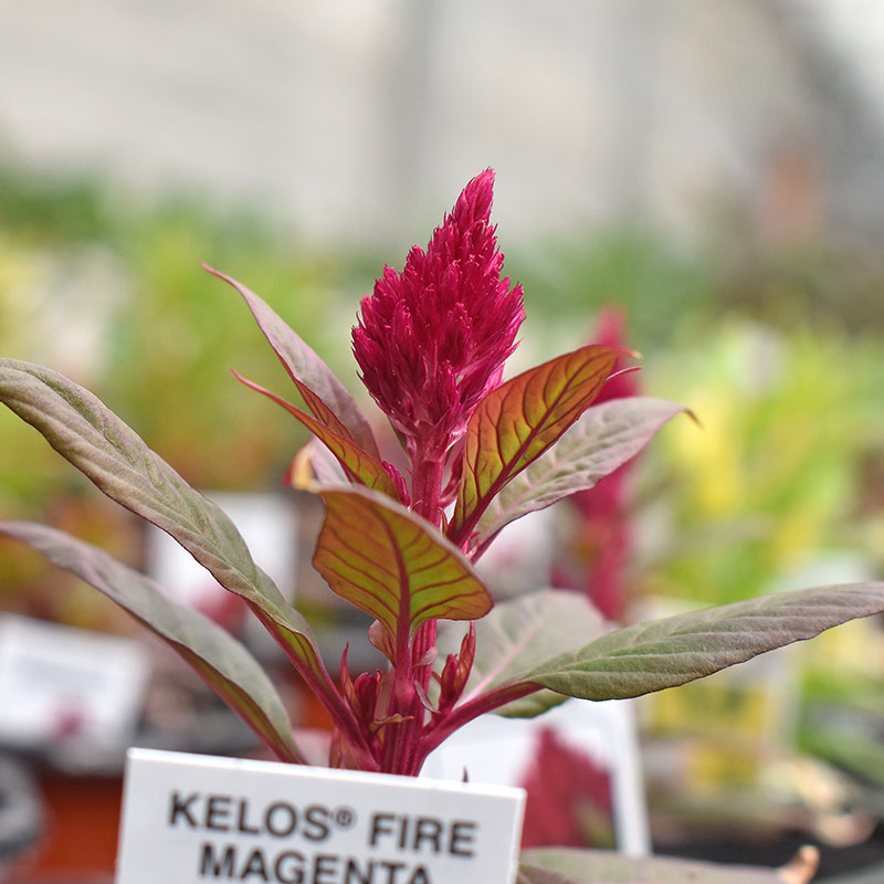 Red celosia.