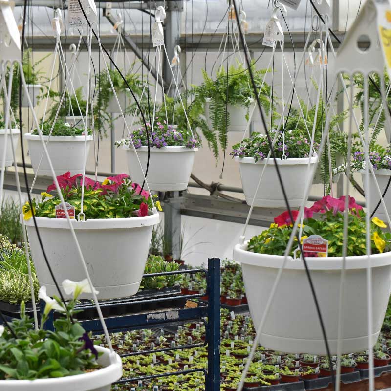 Hanging baskets.