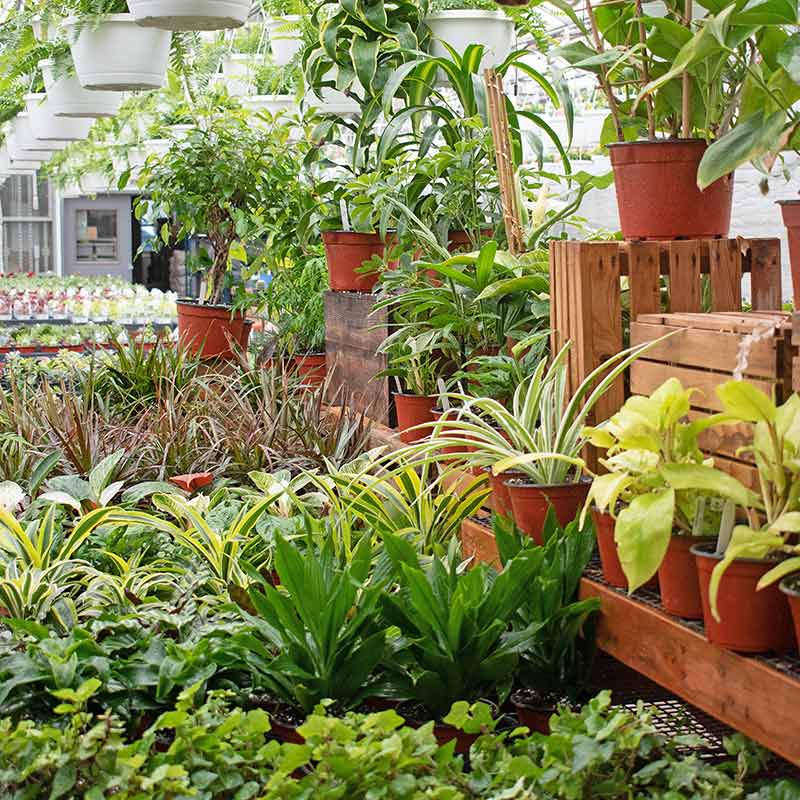 Houseplants and indoor plants.