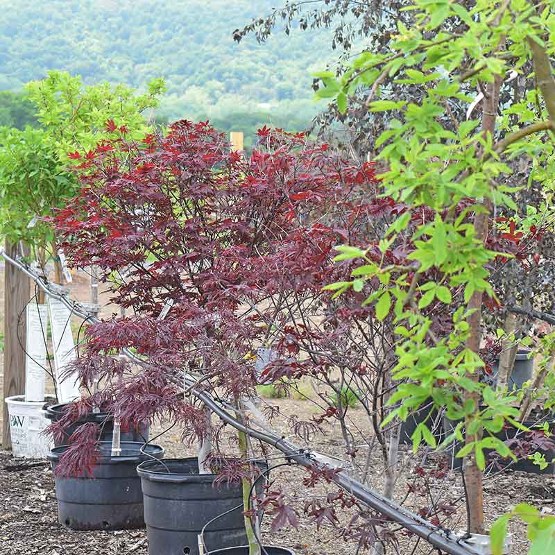 Trees and shrubs.