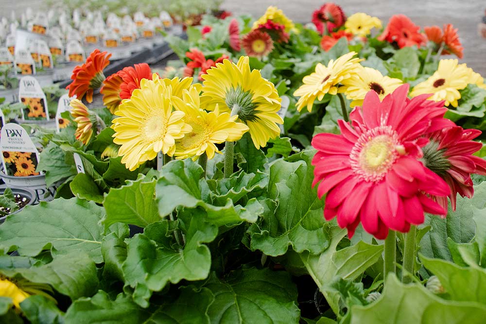 Flowers.