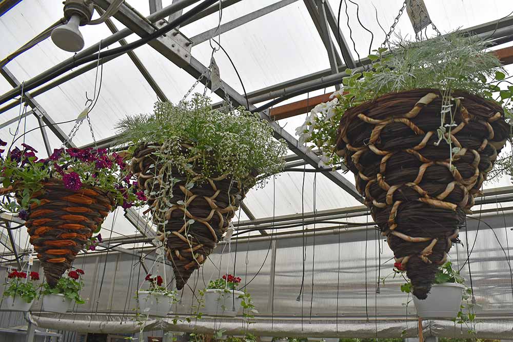 Hanging basket planters.