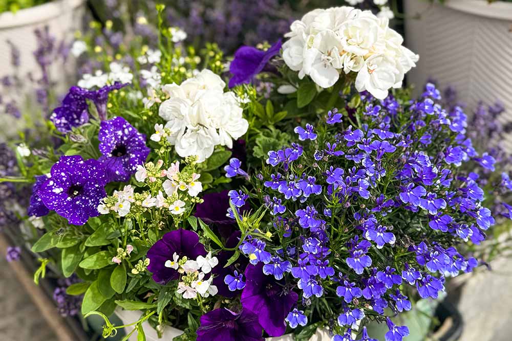 Custom container flowers.