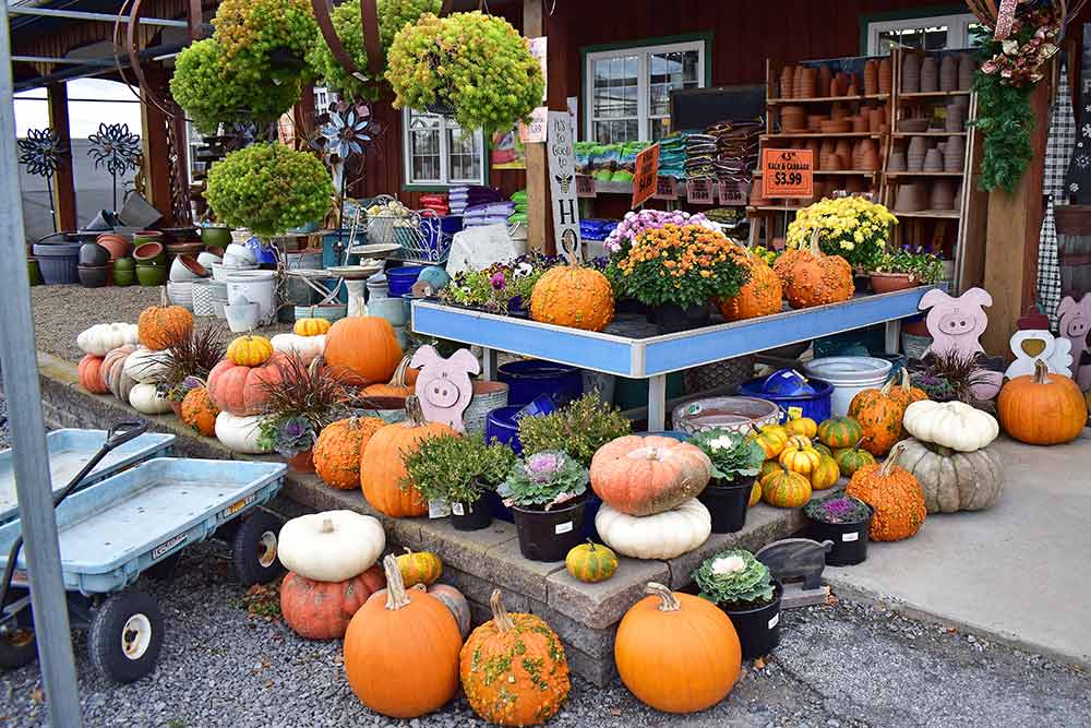Garden Center store front with fall pumpkins and mums.