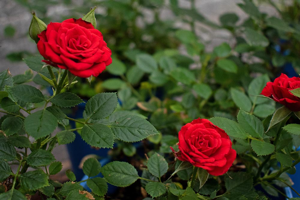 Roses.