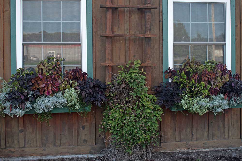 Window boxes.