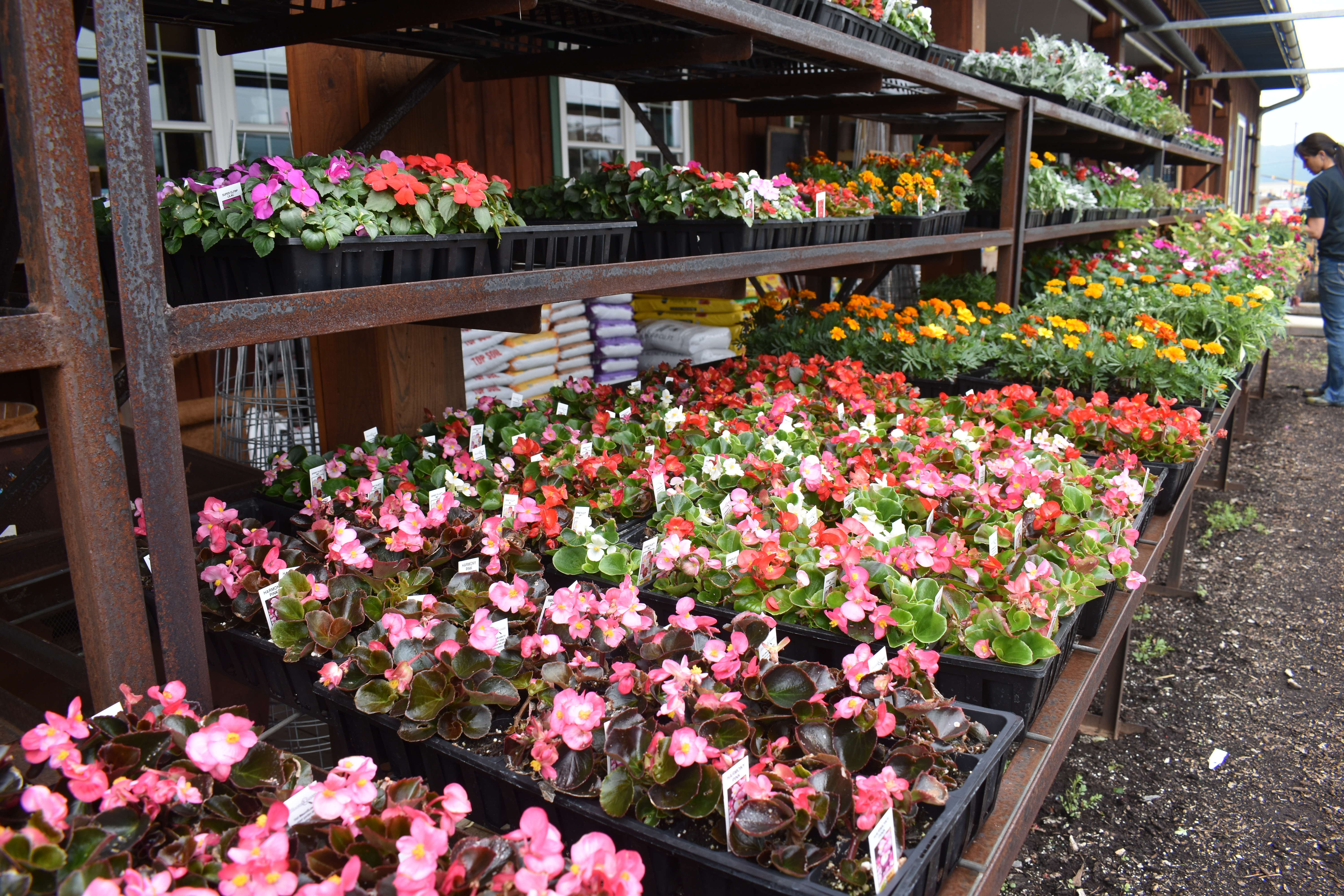 rows flowers
