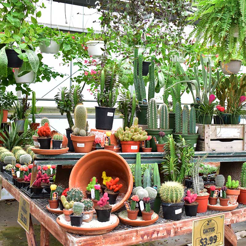 Succulents